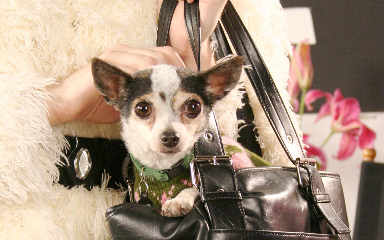 Chihuahua in Handbag Wallpaper #4 1280 x 800 