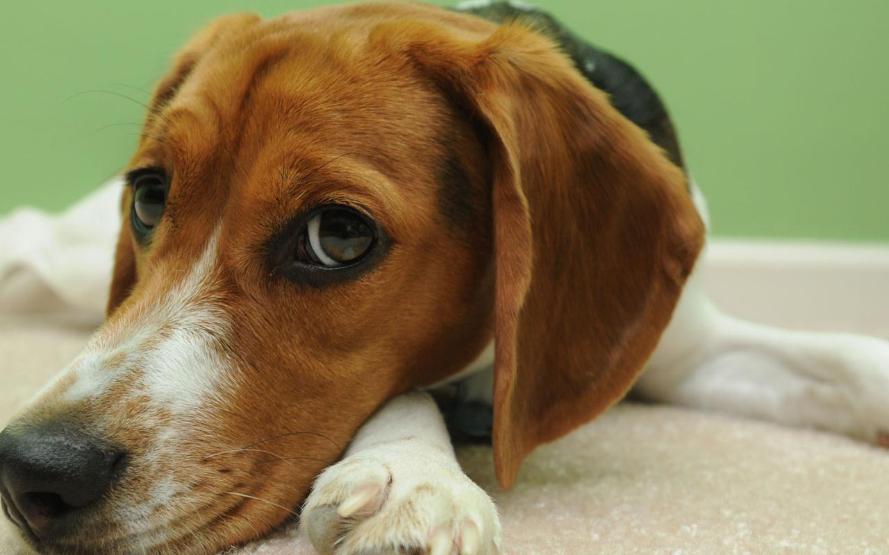 Beagle - In Contemplative Mood Wallpaper #4 1280 x 800 