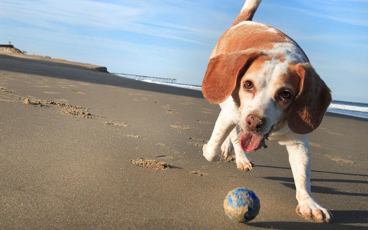 Beagle - Playing With A Ball Wallpaper #1 1280 x 800 
