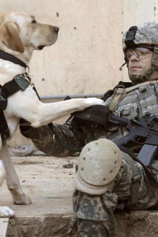 Labrador Retriever - Life as an Army Dog Wallpaper #2 320 x 480 (iPhone/iTouch)