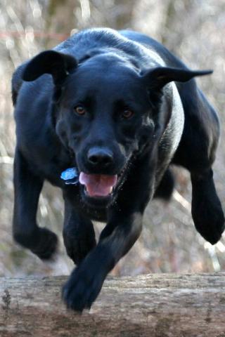 Labrador on the Chase Wallpaper #1 320 x 480 (iPhone/iTouch)