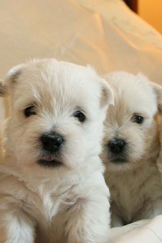 West Highland White Terrier - A Family Group of Westie Pups Wallpaper #2 320 x 480 (iPhone/iTouch)