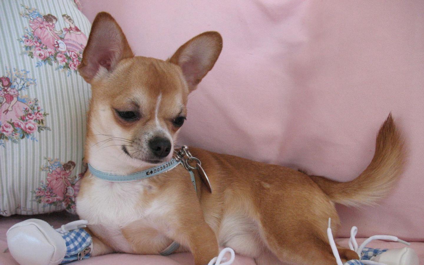 Chihuahua with Booties Wallpaper #1 1440 x 900 