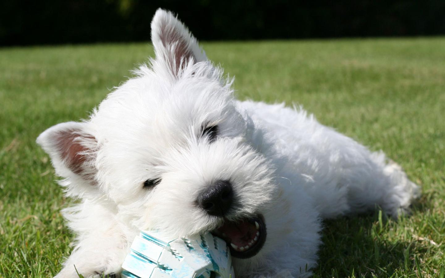 West Highland White Terrier - Westie Playing Wallpaper #1 1440 x 900 