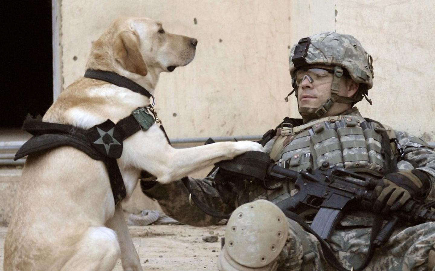 Labrador Retriever - Life as an Army Dog Wallpaper #2 1440 x 900 