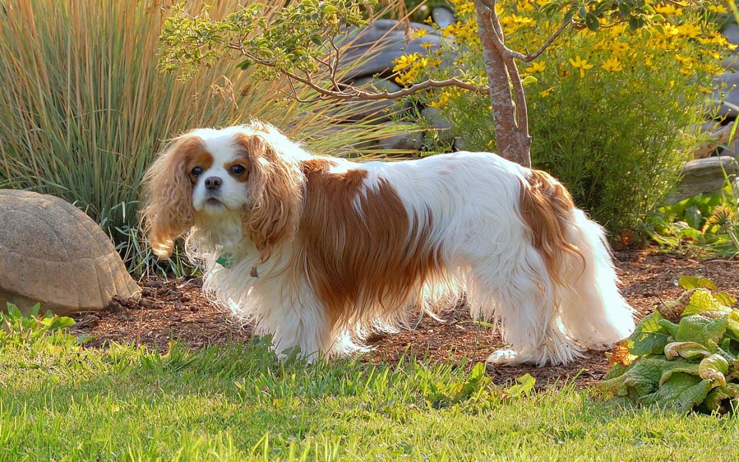 English Toy Spaniel - Cavalier King Charles in the Garden Wallpaper #3 1440 x 900 