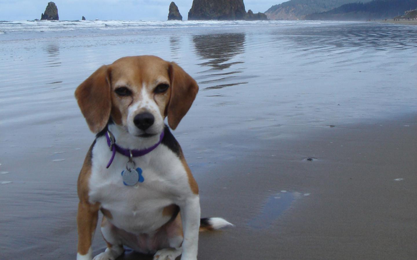 Beagle - At Cannon Beach, Oregon Wallpaper #2 1440 x 900 