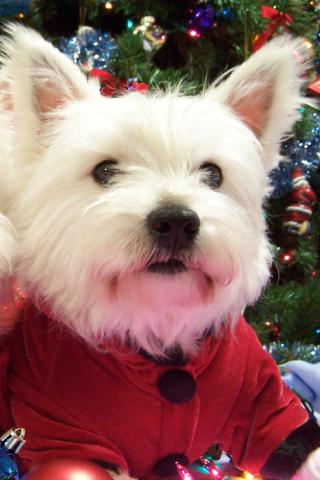 West Highland White Terrier - Looking Great at Christmas Wallpaper #3 320 x 480 (iPhone/iTouch)