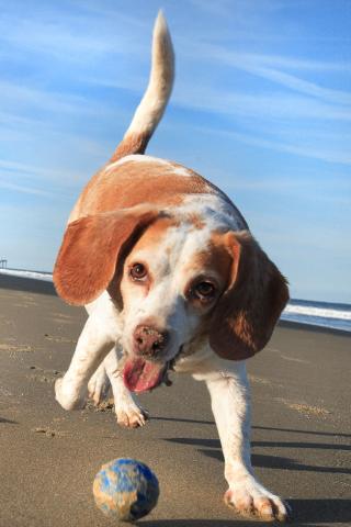 Beagle - Playing With A Ball Wallpaper #1 320 x 480 (iPhone/iTouch)